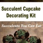 How to Make A Mini Succulent Cupcake Topper