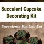 How to Make This Cute Succulent Cupcake Kit For Your Favorite Gardener